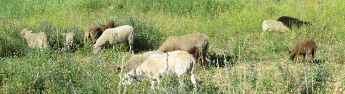 L’éco-pâturage sur les terrils, un mode de gestion qui permet de préserver la biodiversité L’éco-pâturage sur les terrils, un mode de gestion qui permet de préserver la biodiversité